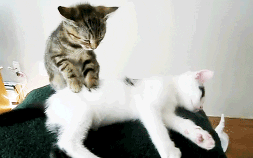 cat-massage.gif
