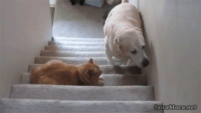 sneaking-by-cat.gif