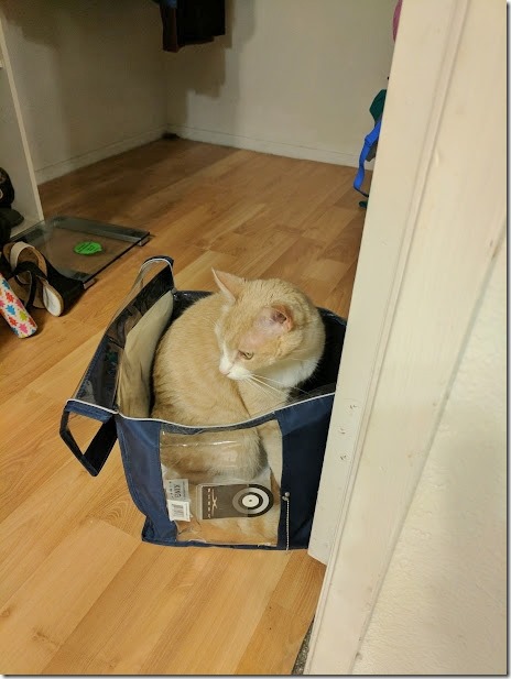 cat in cotainer (460x613)