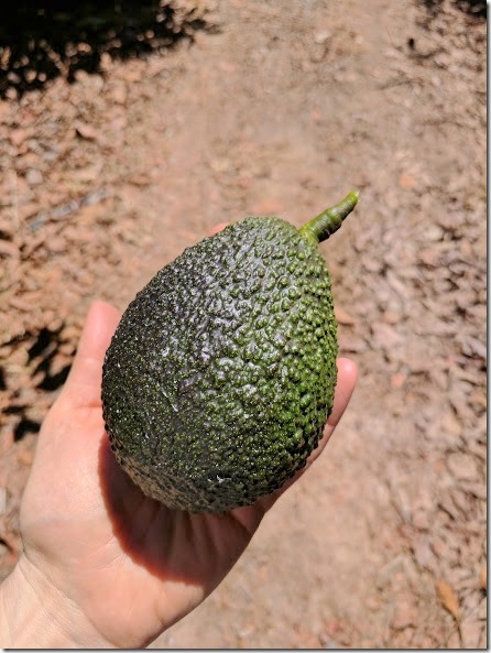 california avocados 15 (442x589)