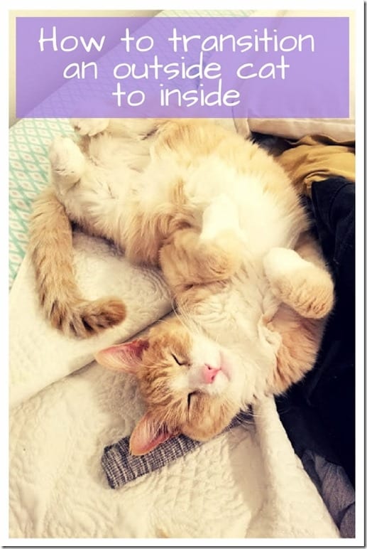 how to transition an outside cat to stay inside (534x800)