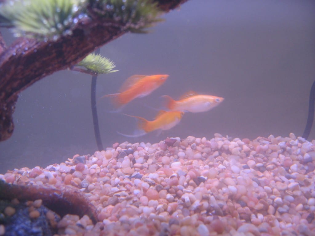 Meet Banana Hammock and friends Run Eat Repeat