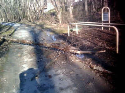 downed tree