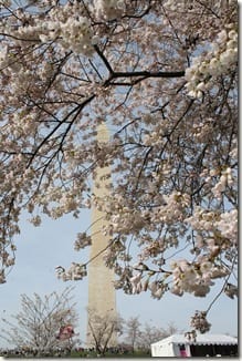 Cherry Blossom Festival