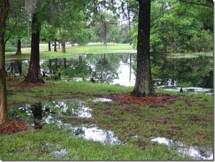 Florida pond