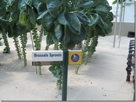 brussel sprout plant