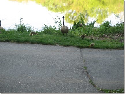 geese babies