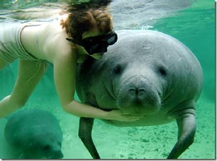 Manatee with swimmer