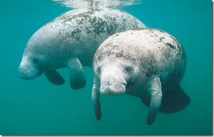 two manatees