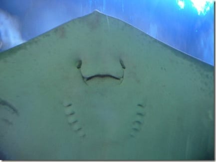 mantaray face