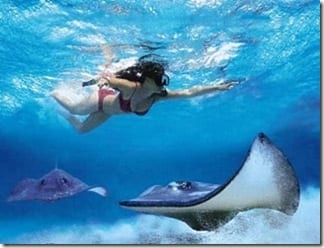 Cayman-Islands-Stingray-City (1)