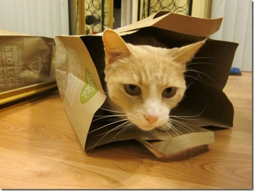 my cat in a bag