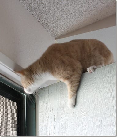 crazy cat on door