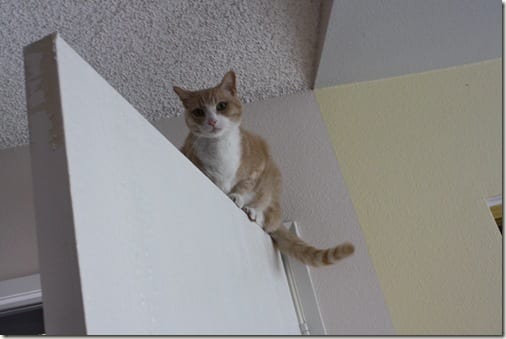 Spidercat