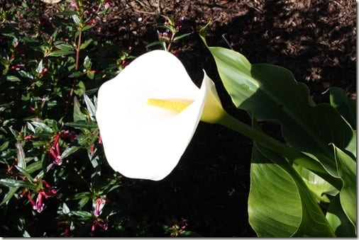 calla lilies