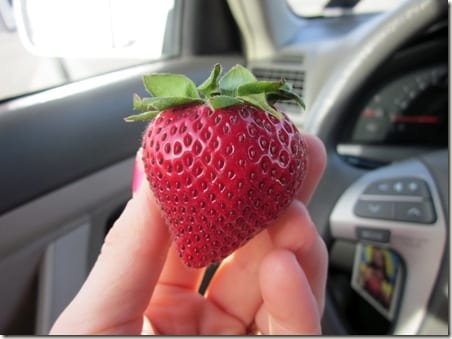 beautiful strawberry