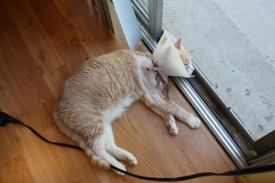 Cat with cone