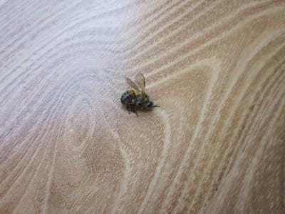 dead bee