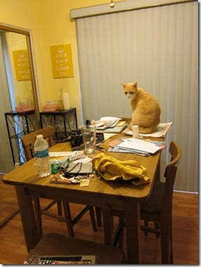 get off the table cat!