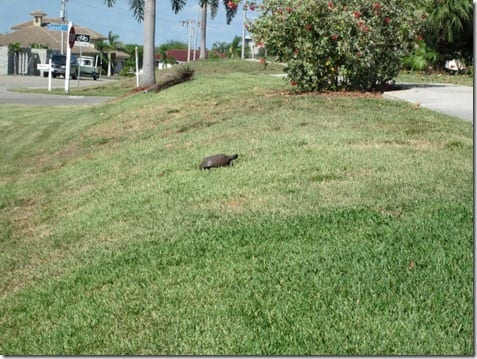 turtle in Florida