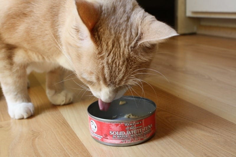 Cats Eat Tuna and Monicas do Too - Run Eat Repeat