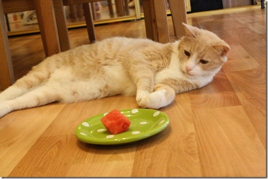 cat and watermelon