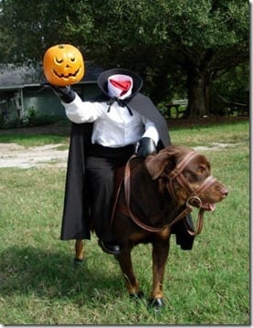 best dog costume