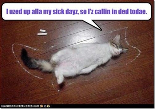 dead cat