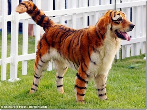 tiger dog