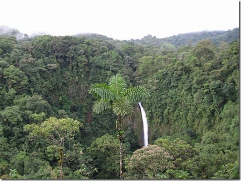 costa rica rain forest