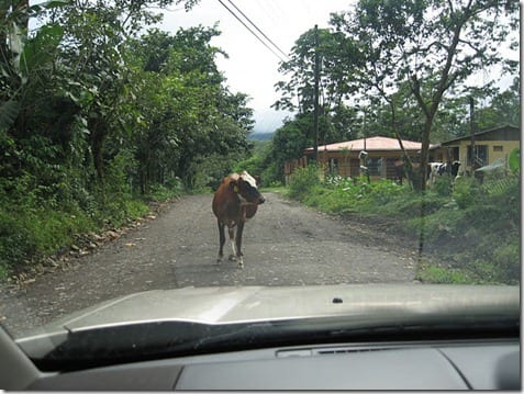 cow in the road