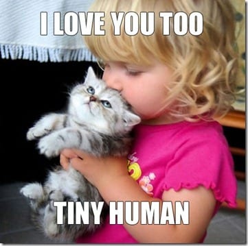 i love tiny cats