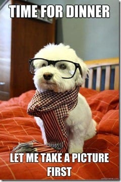 hipster puppy