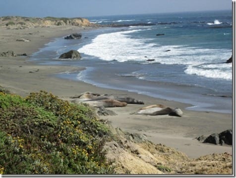 elephant seals california