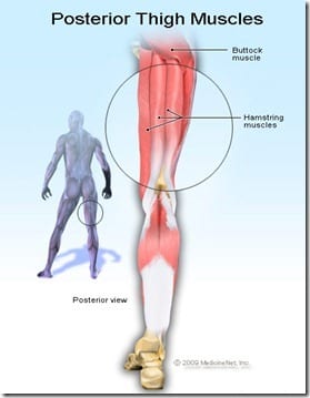 hamstring