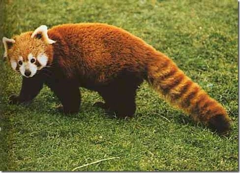 red panda