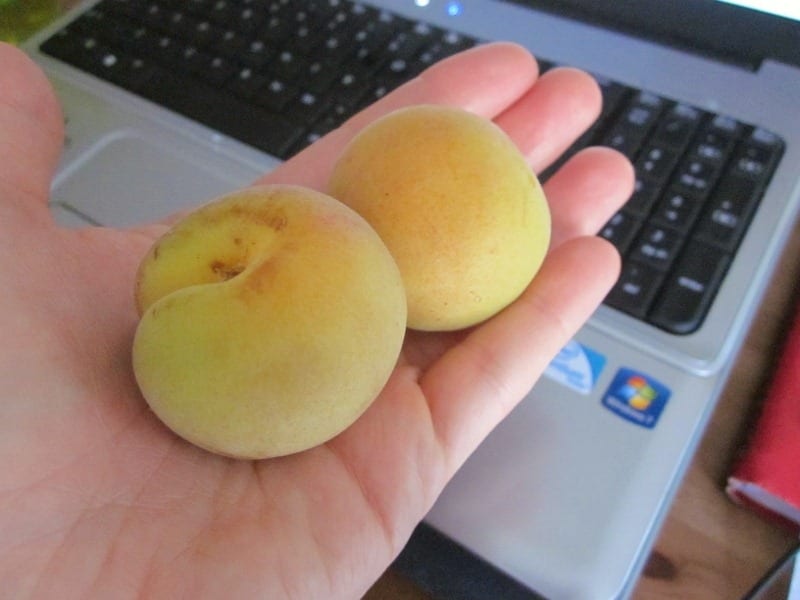 Ask a Monican for Organic Apricots