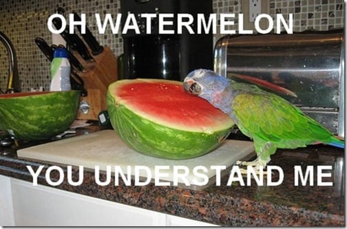 cat loves watermelon