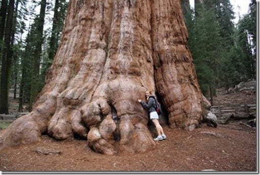 monica in sequoia