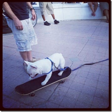 skateboarding dog