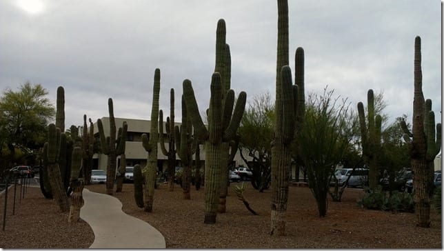 cacti in Tucson