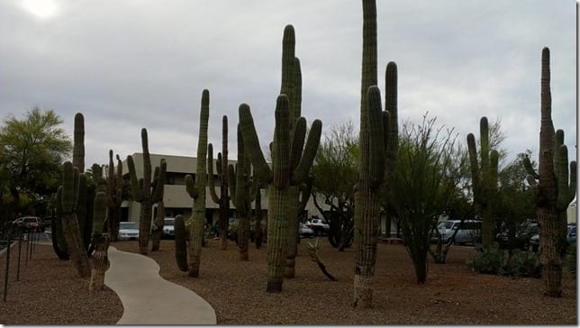 Running and Eating in Tucson