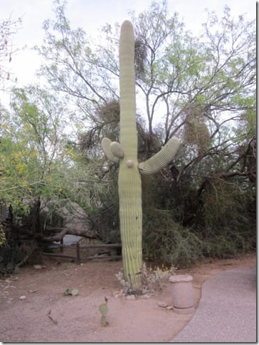 sabino canyon cactus 