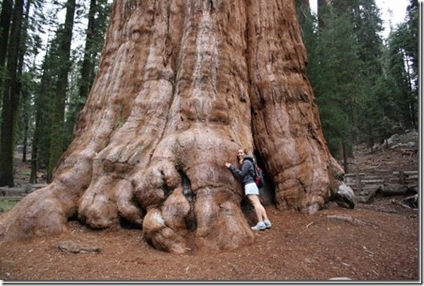 monica hugging a tree