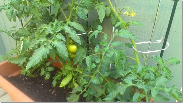 my little tomato (800x450)