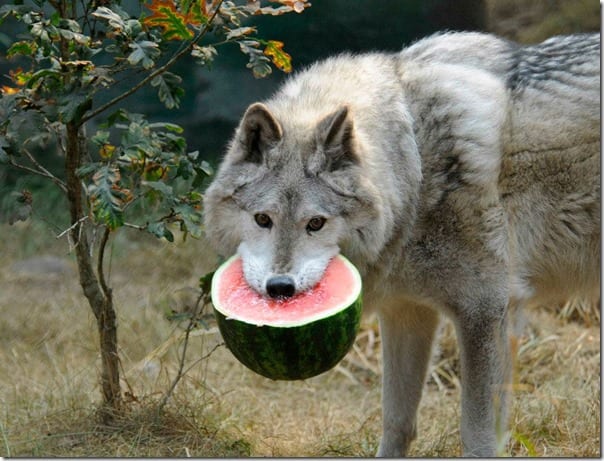 wolves like watermelon too