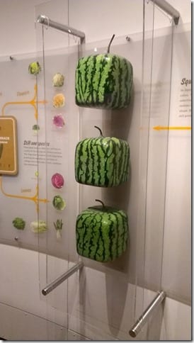 square watermelons in a museum