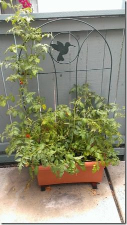 my patio garden tomato plant (450x800)