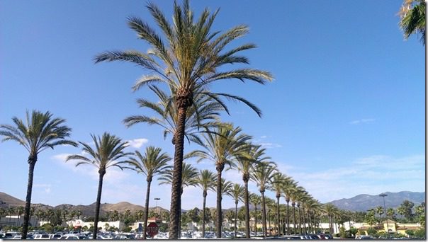 palm trees in orange county (800x450) (800x450)