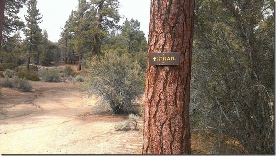 trail in big bear (800x450)